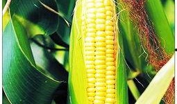 玉米卖货爆料视频大全,揭秘热门玉米产品背后的故事